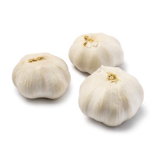 Garlic Bulb x3